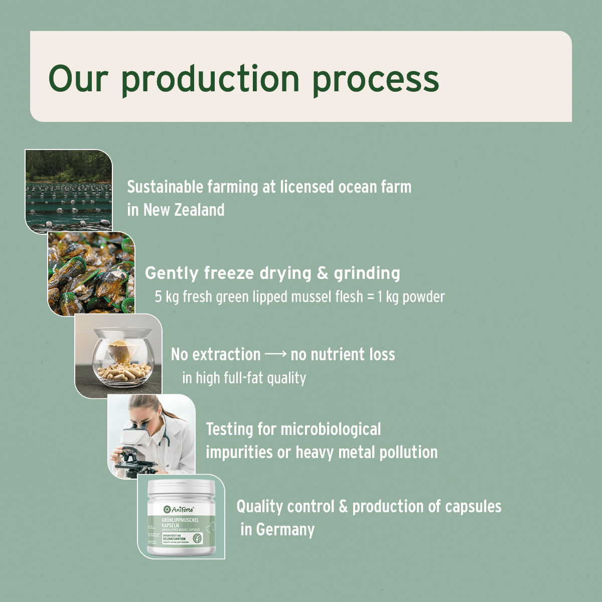 Green Lipped Mussel Capsules for Dogs - Joint Support Supplement - AniForte UK