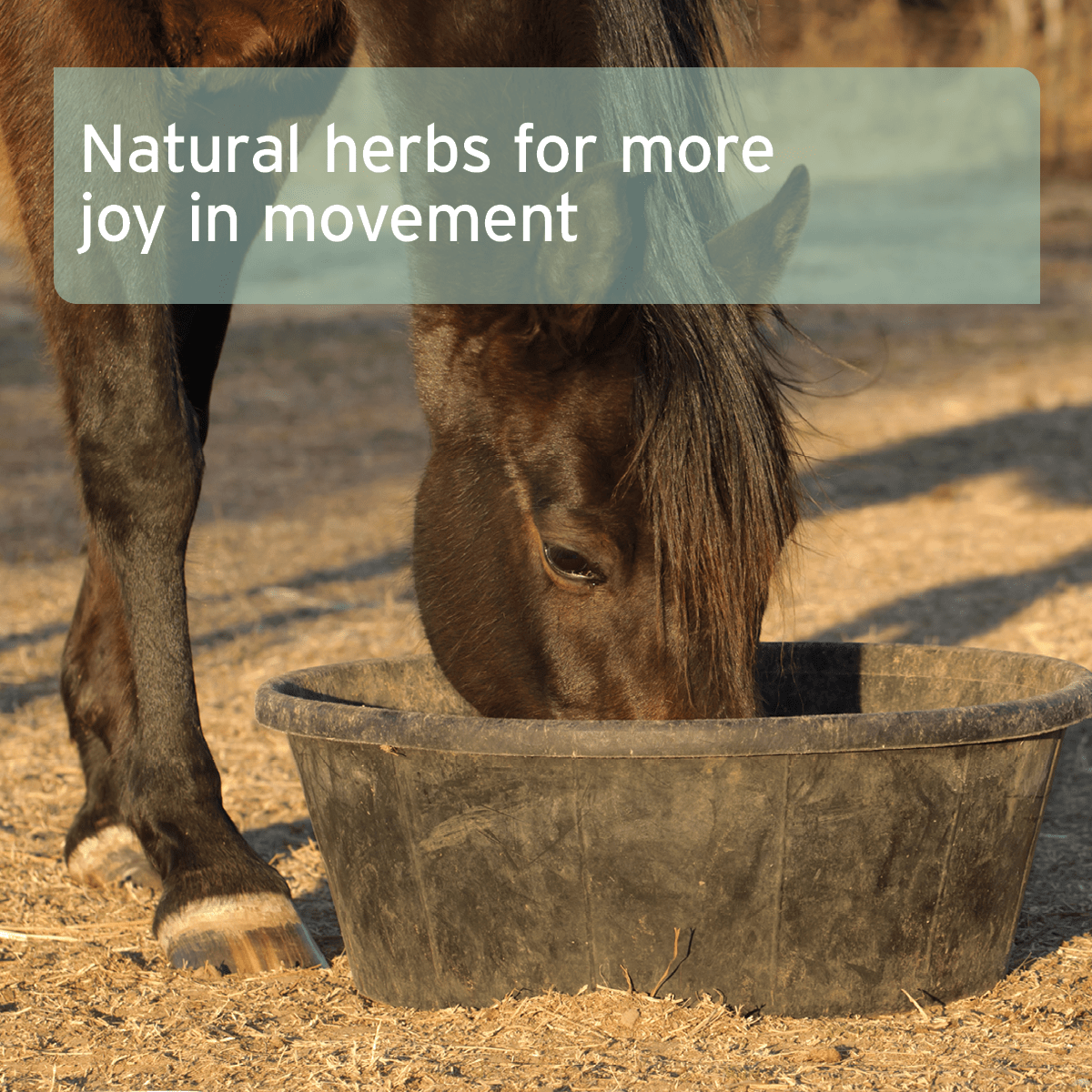 Hoof Acute Supplement for Horses 1kg - AniForte UK