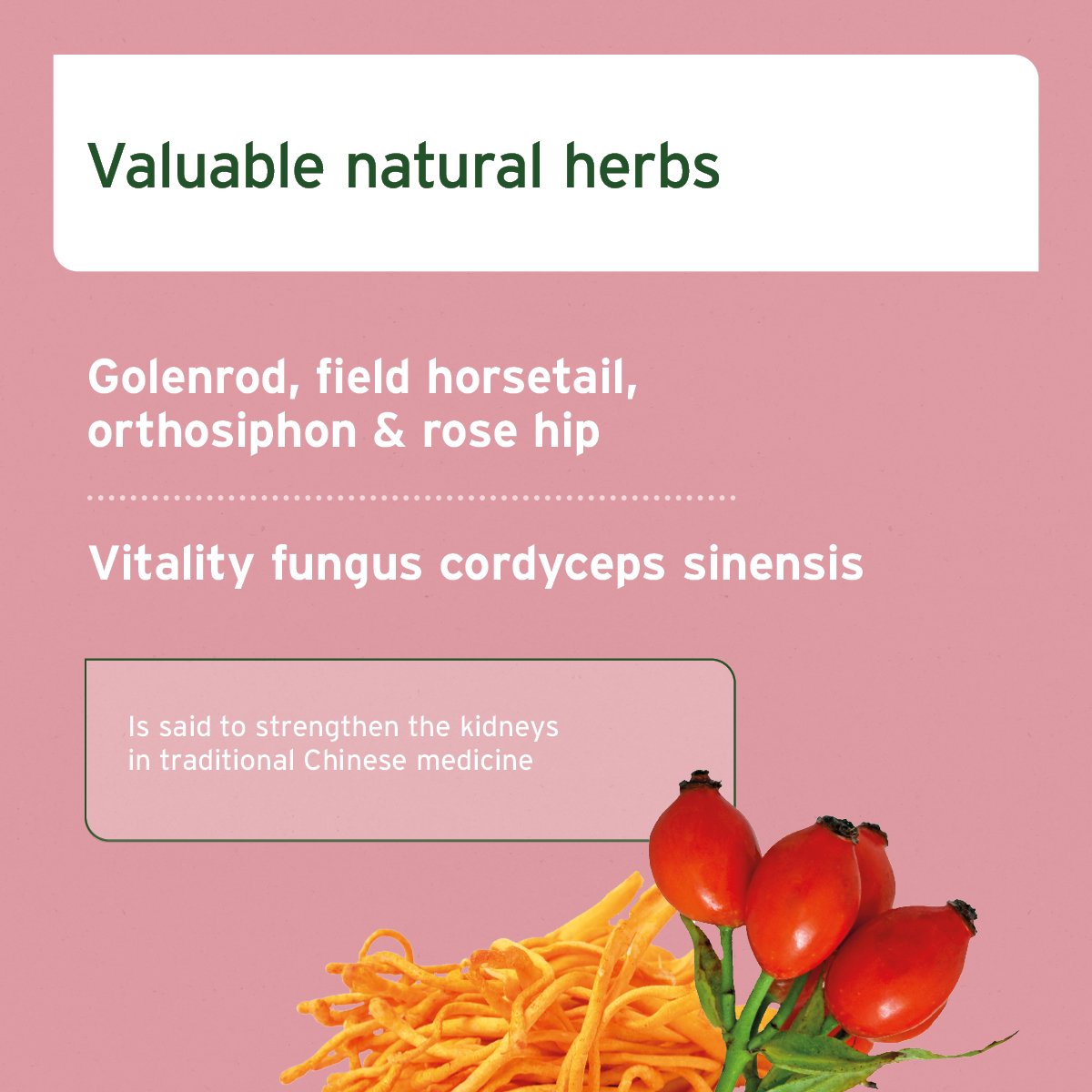 KidneyVetal Powder - AniForte UK