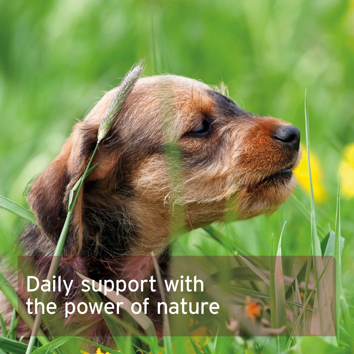 LiverVetal Powder - AniForte UK