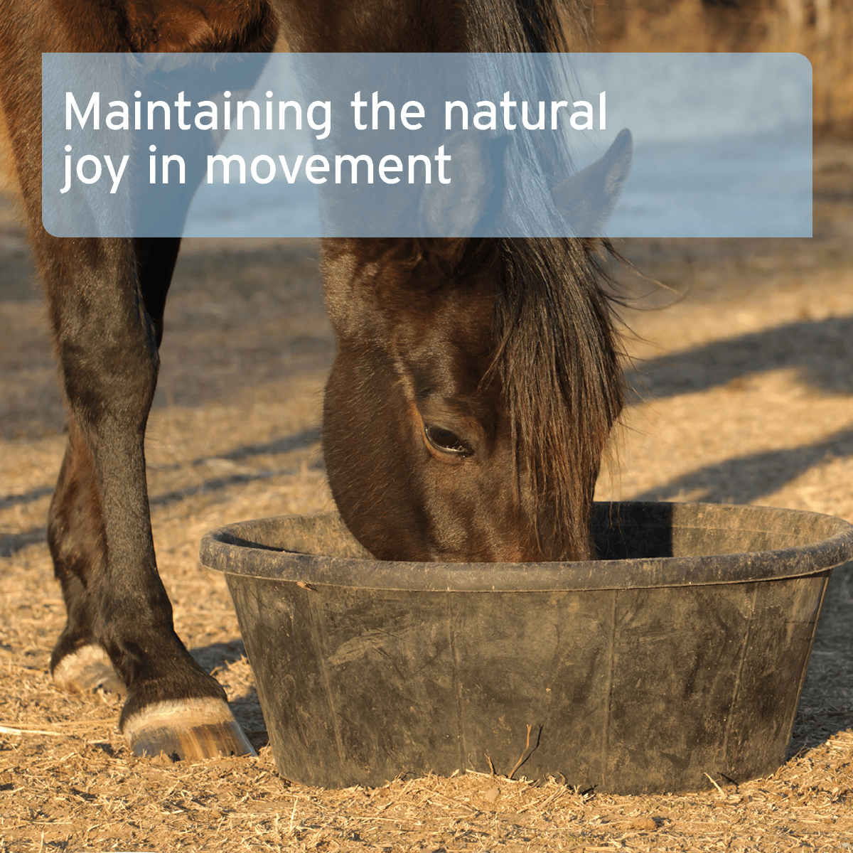 Malanders Formula - AniForte UK