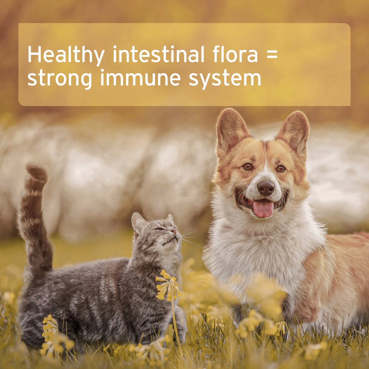 Natural Moor Mud - Supports Digestion and Immune System - AniForte UK