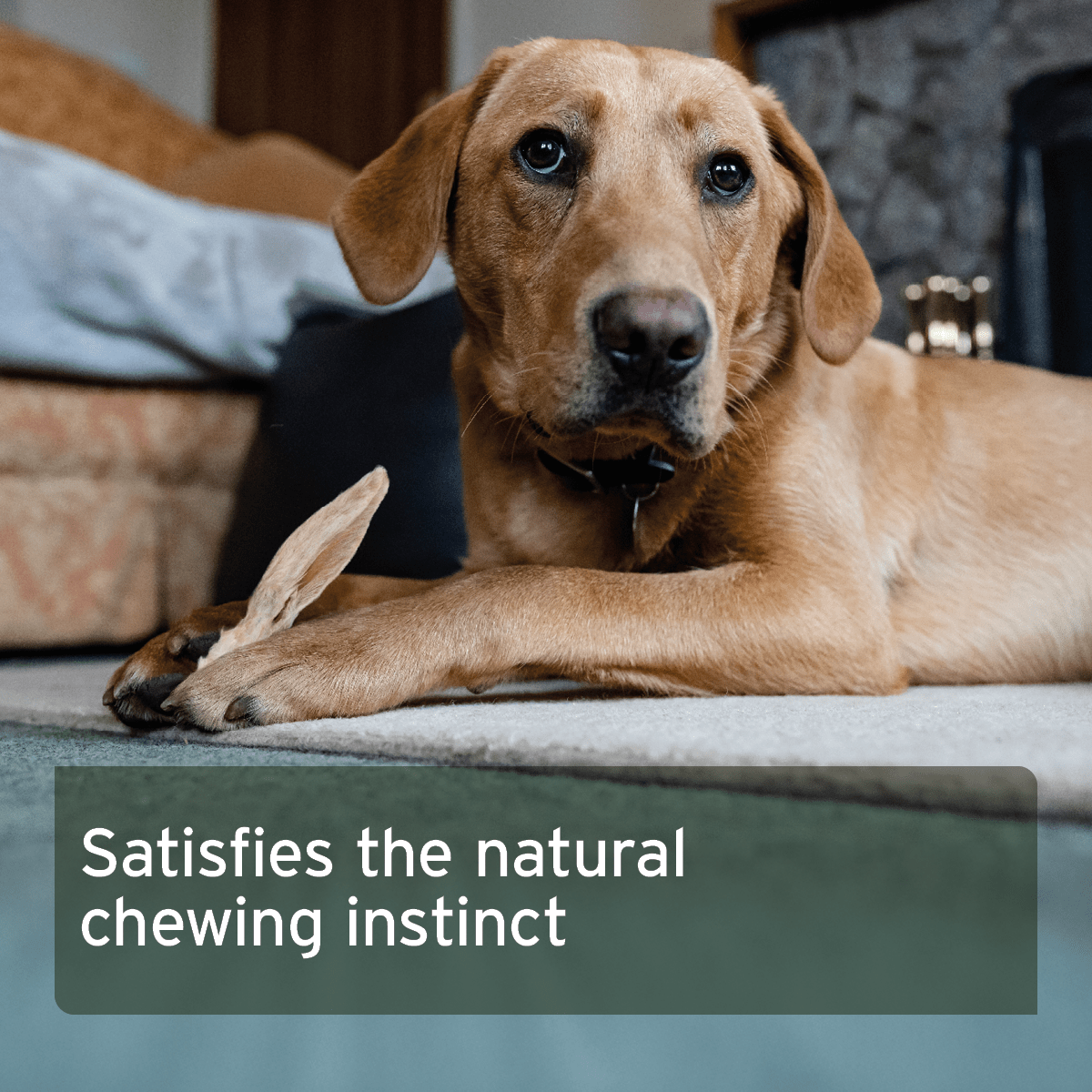 Rabbit Ears with Fur - AniForte UK