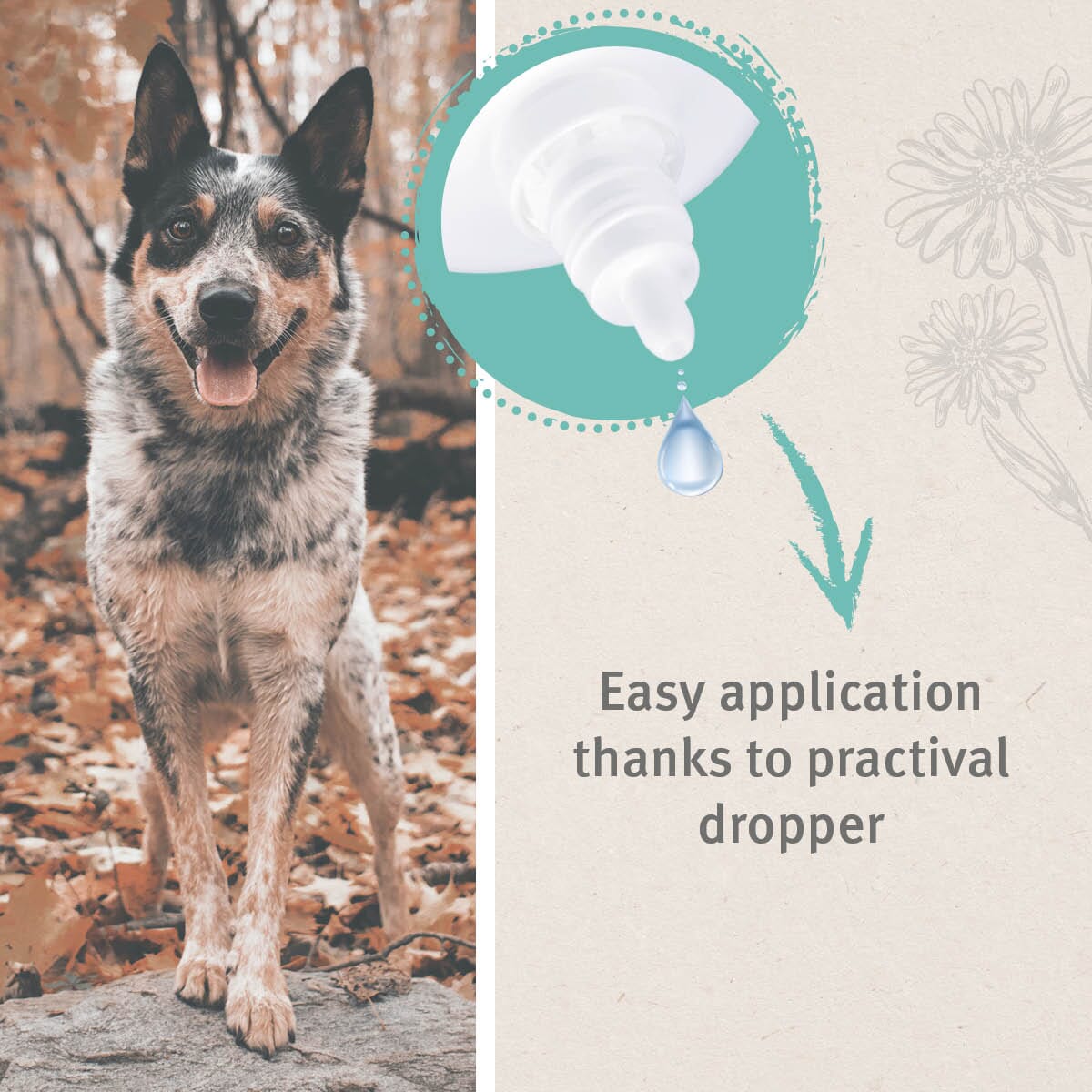 SALE - VET Ear Drops - AniForte UK