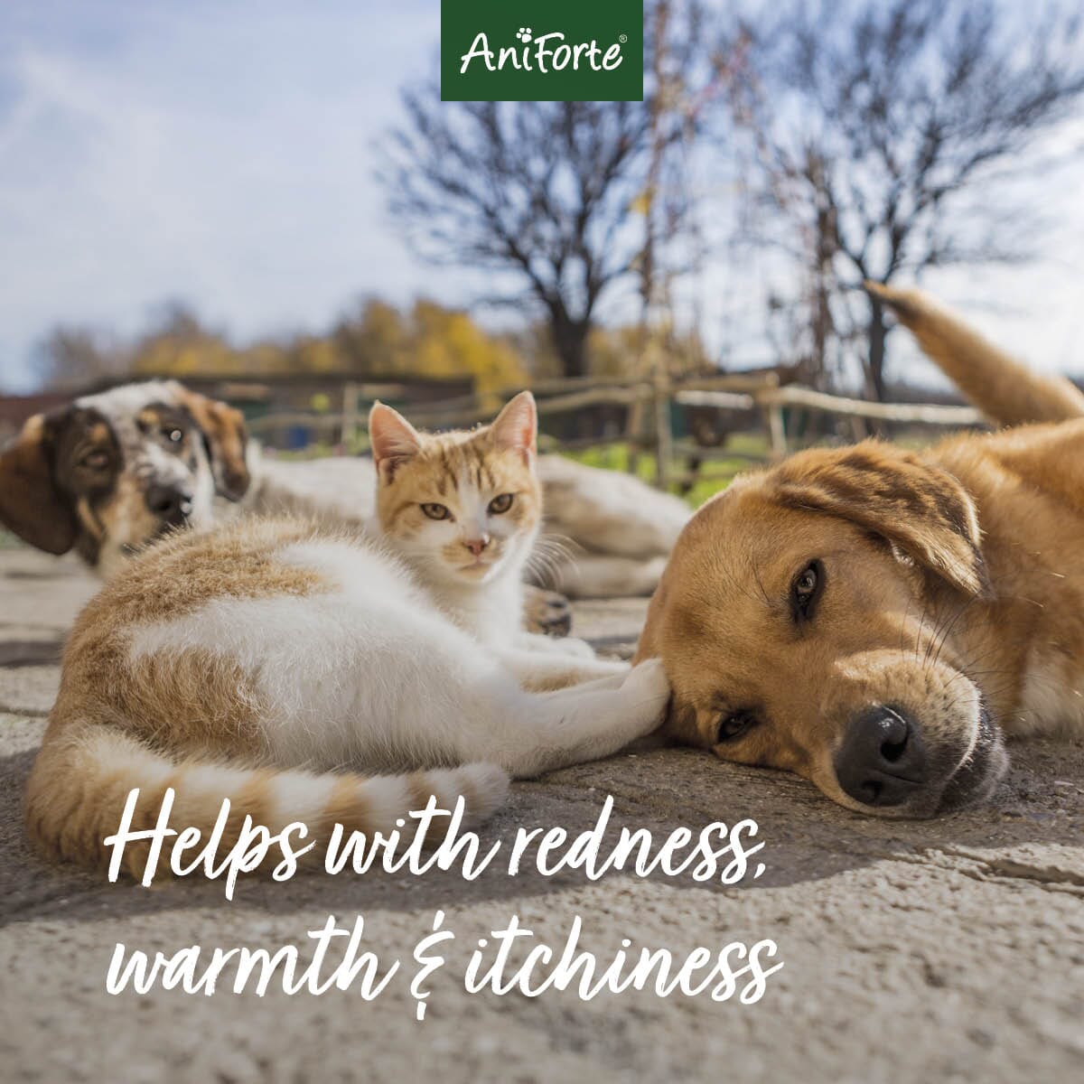 SALE - VET Ear Drops - AniForte UK