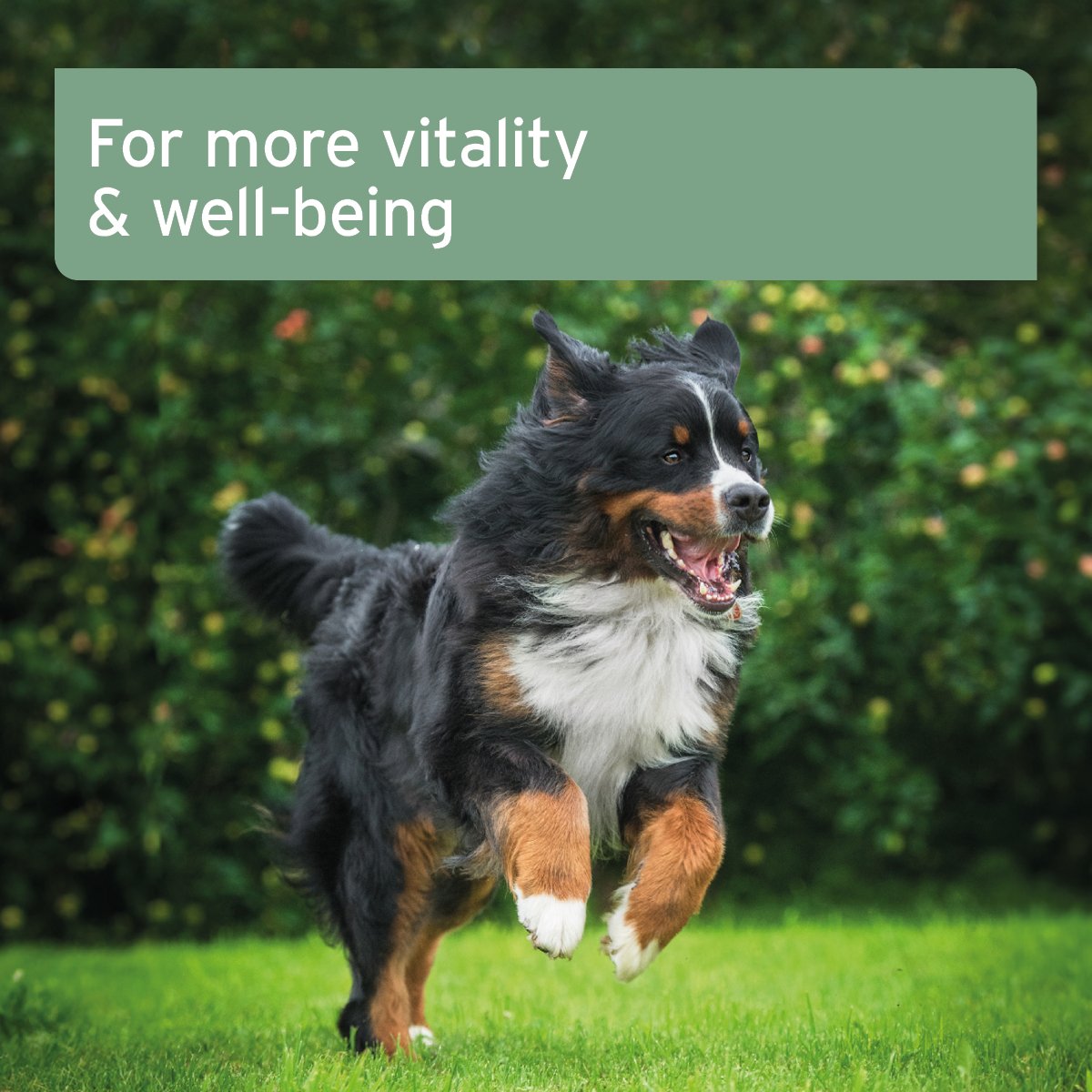 Salmon Oil for Dog, Cat & Horse - Natural Omega - 3 EPA - AniForte UK