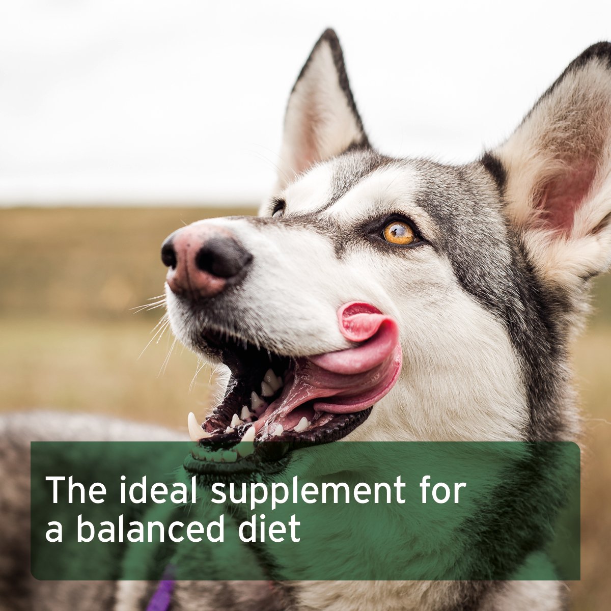 Seaweed Powder for Dogs - 250g - AniForte UK