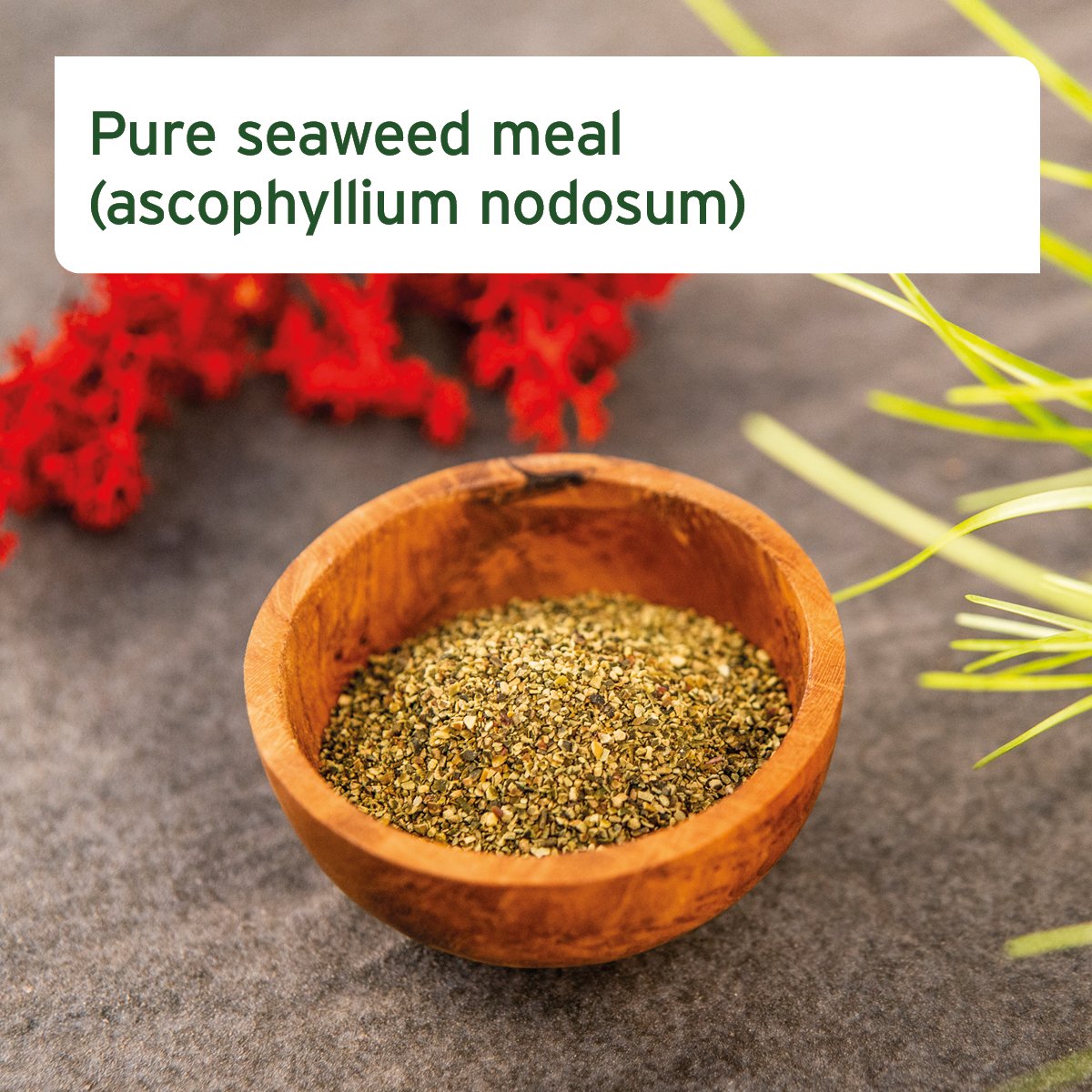 Seaweed Powder for Dogs - 250g - AniForte UK