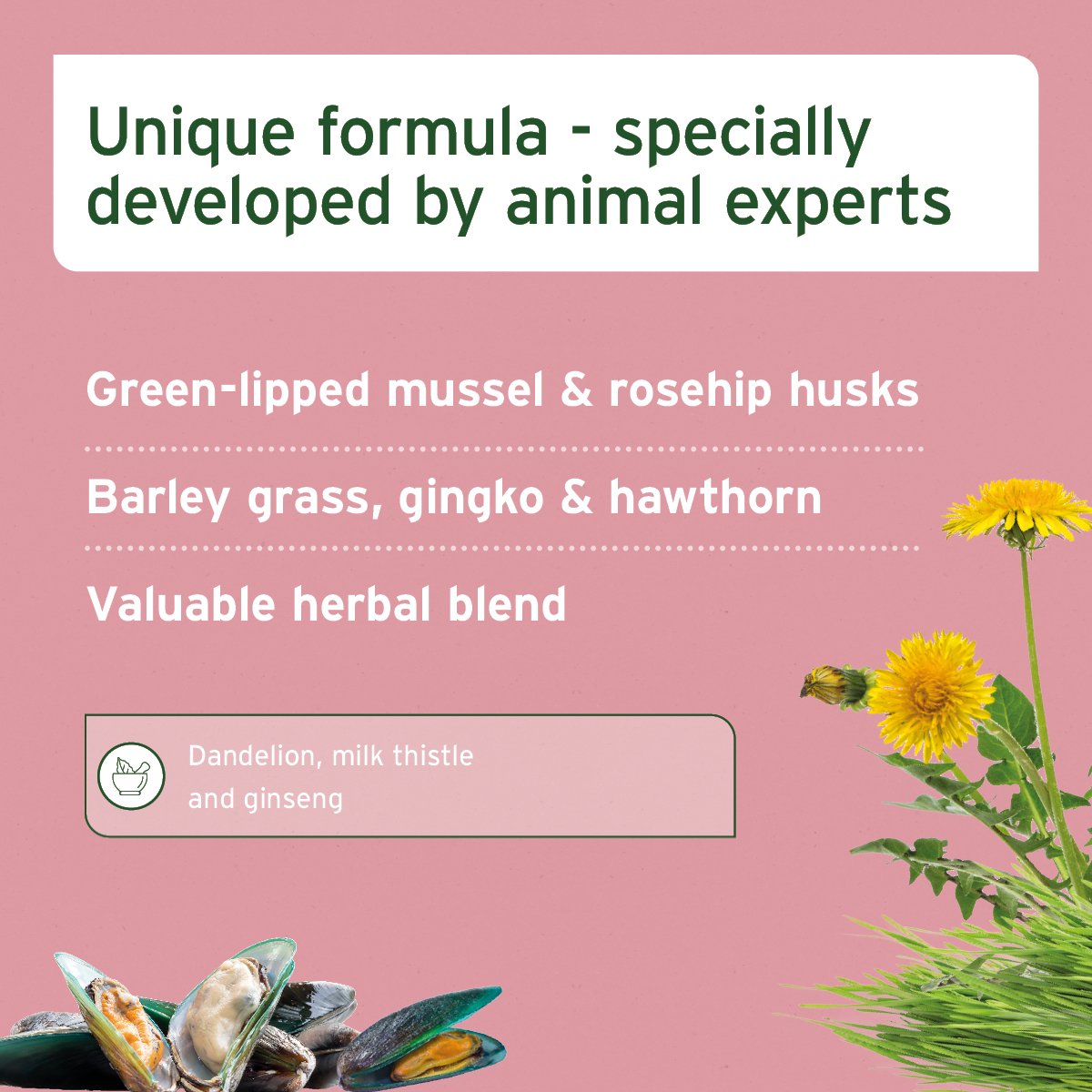 Senior Active Supplement 250g - Vitality & Agility for Older Dogs - AniForte UK