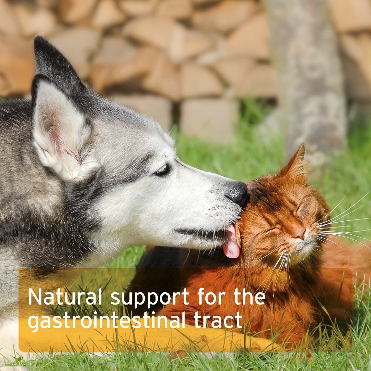 Slippery Elm Bark Powder - Supports Digestion and Healthy Gastric Mucosa - AniForte UK