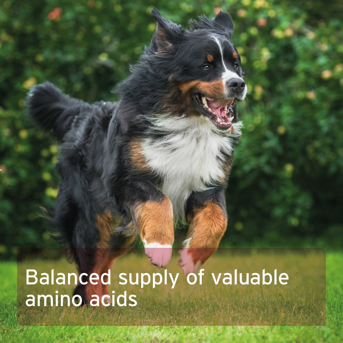 Taurine Powder for Dogs - 100g - Amino Acid Supplement - AniForte UK