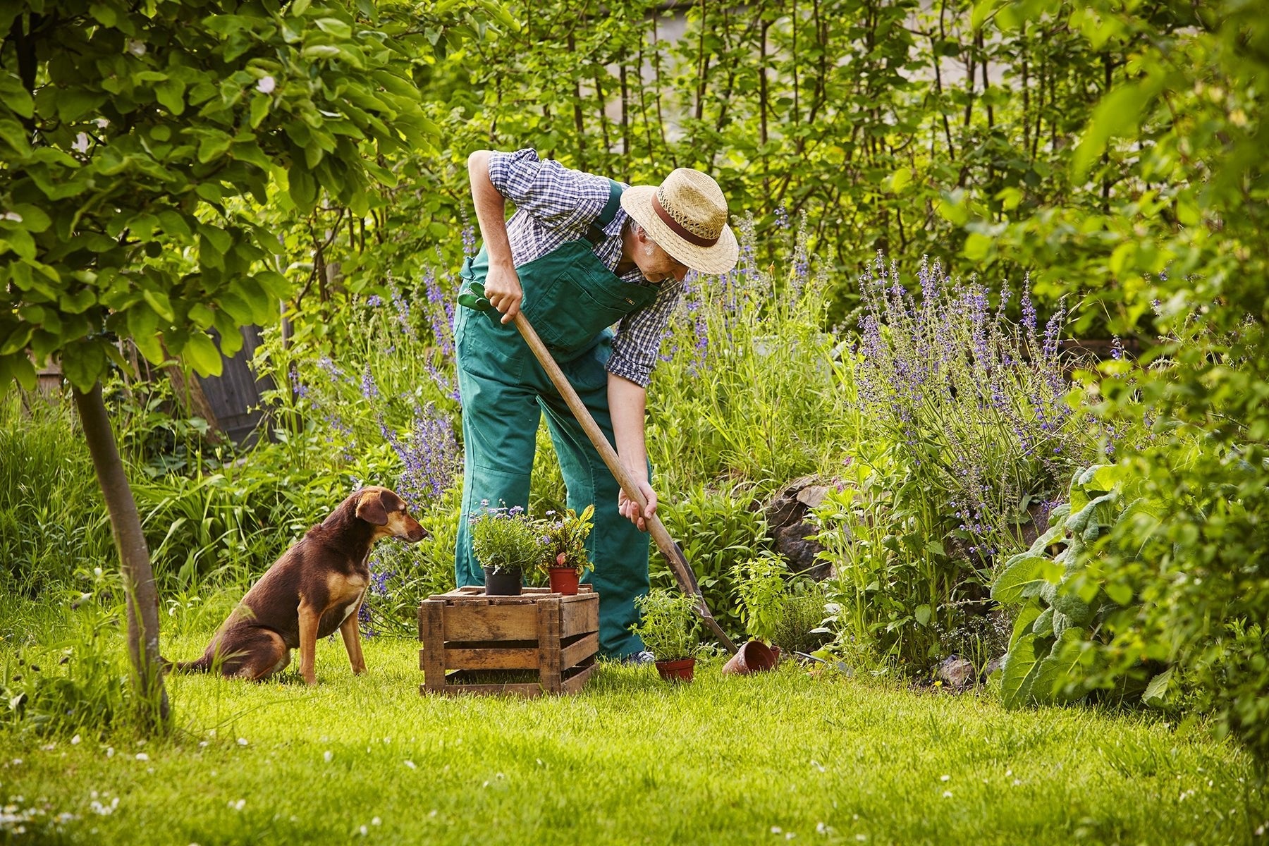 12 Healthy Herbs and Garden Plants for Dogs & Cats - AniForte UK