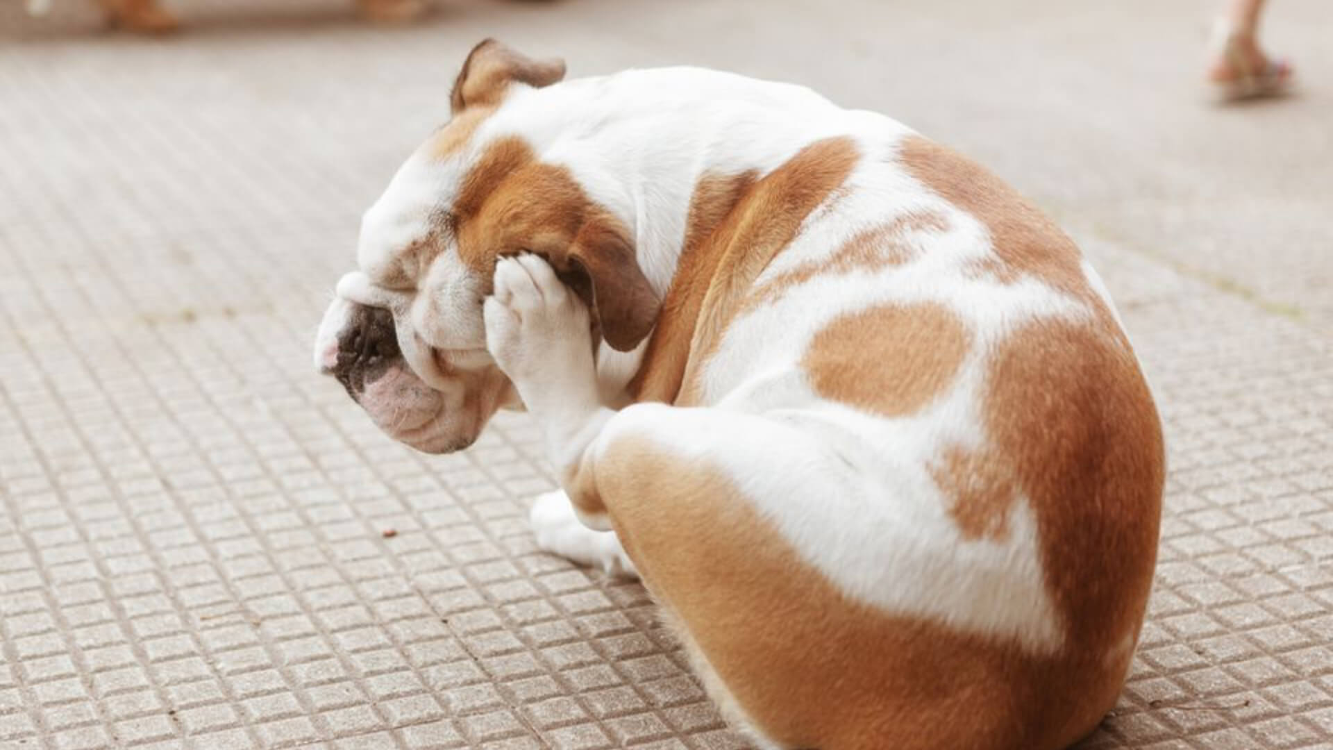 3 major causes why your dog may be itching - AniForte UK