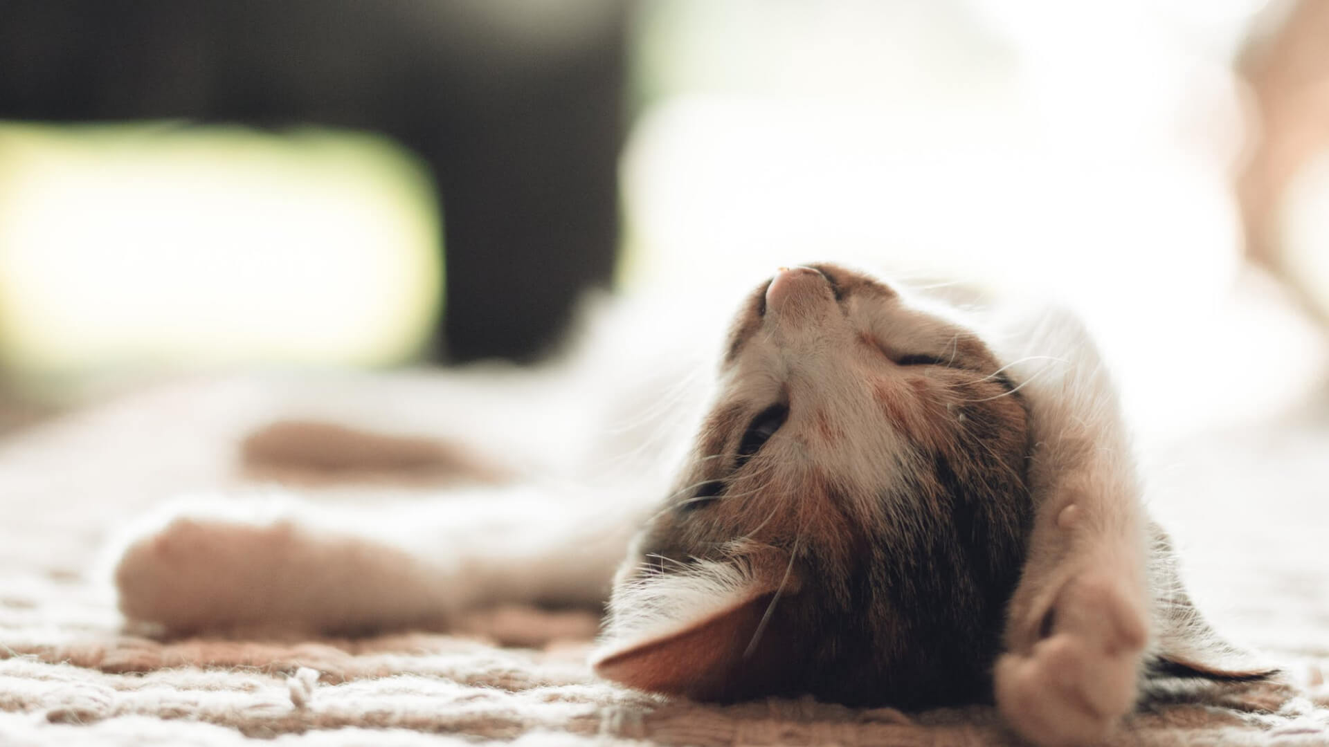 3 Tips On Strengthening Your Cat’s Immune System During Winter - AniForte UK