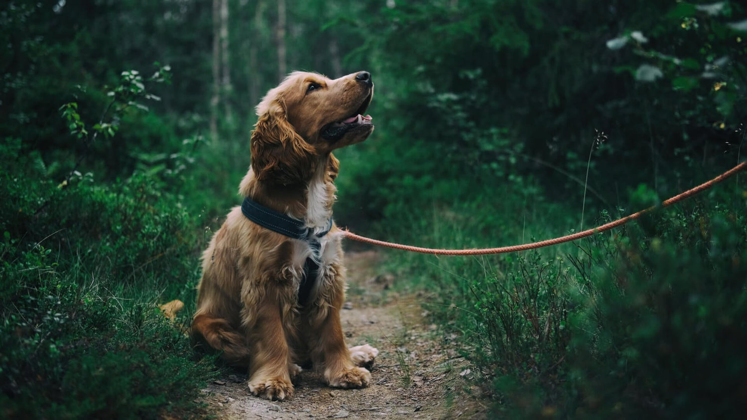 5 Reasons for supplementing salmon oil for your dog - AniForte UK