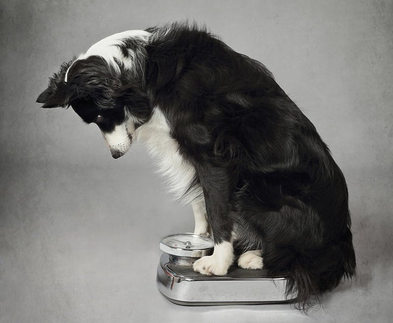 5 Tips Against Obesity in Dogs and Cats - AniForte UK