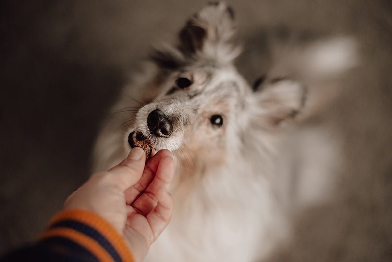 5 Tips for Keeping Your Dog Busy Using Snacks - AniForte UK