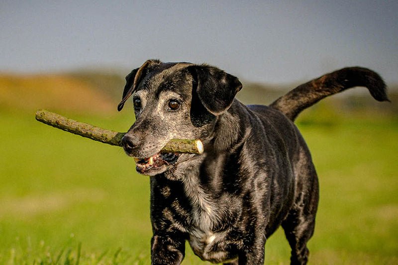 5 Tips to Help Keep Your Senior Dog Happy & Healthy - AniForte UK