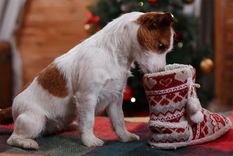 The Best Holiday Gifts for Dogs & Cats