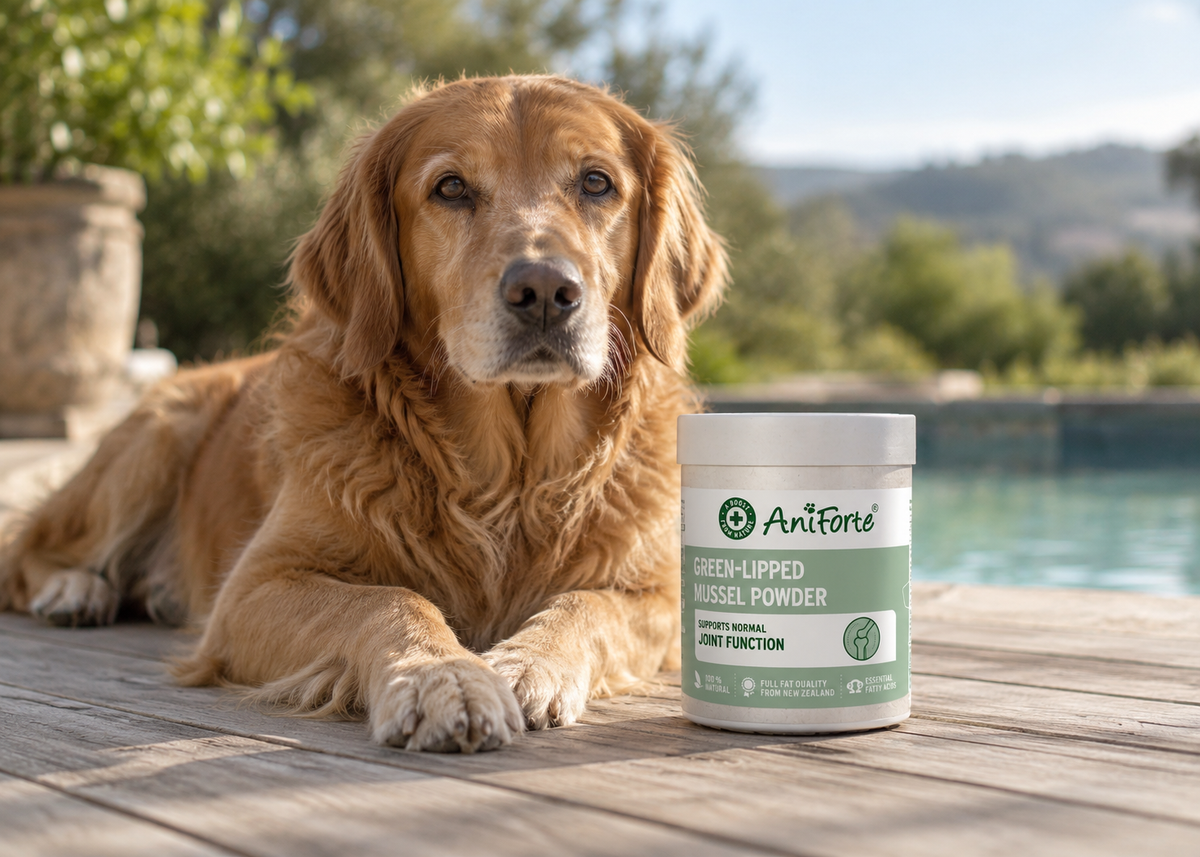 an older retriever looking at the camera