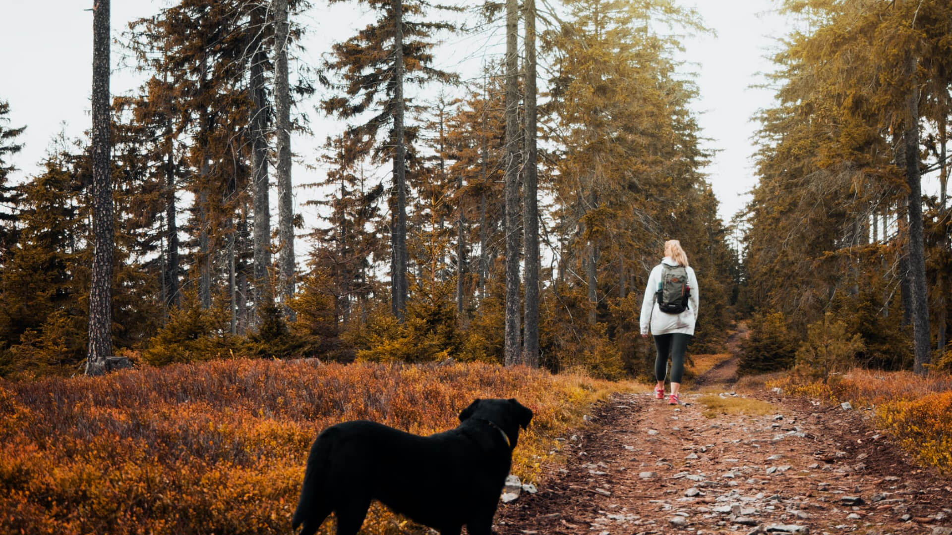 Advice for Dog Owners During Autumn - AniForte UK