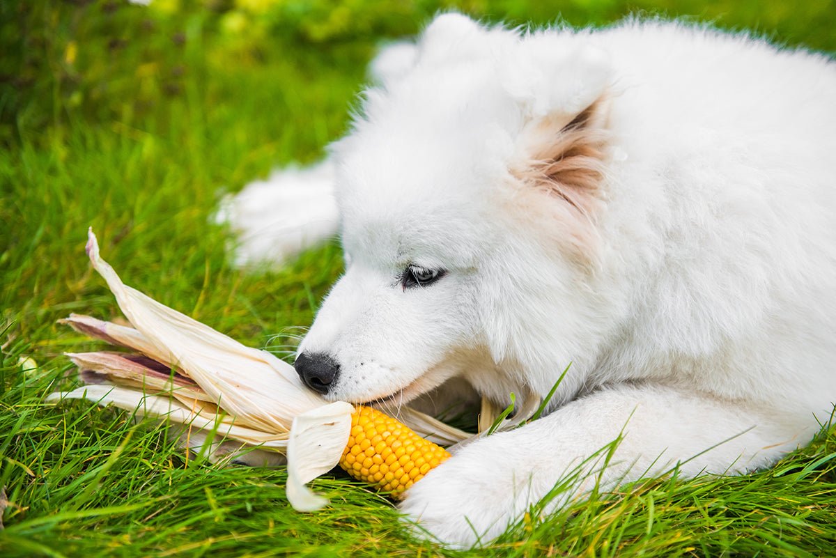 Are Dogs Allowed To Eat Corn? - AniForte UK