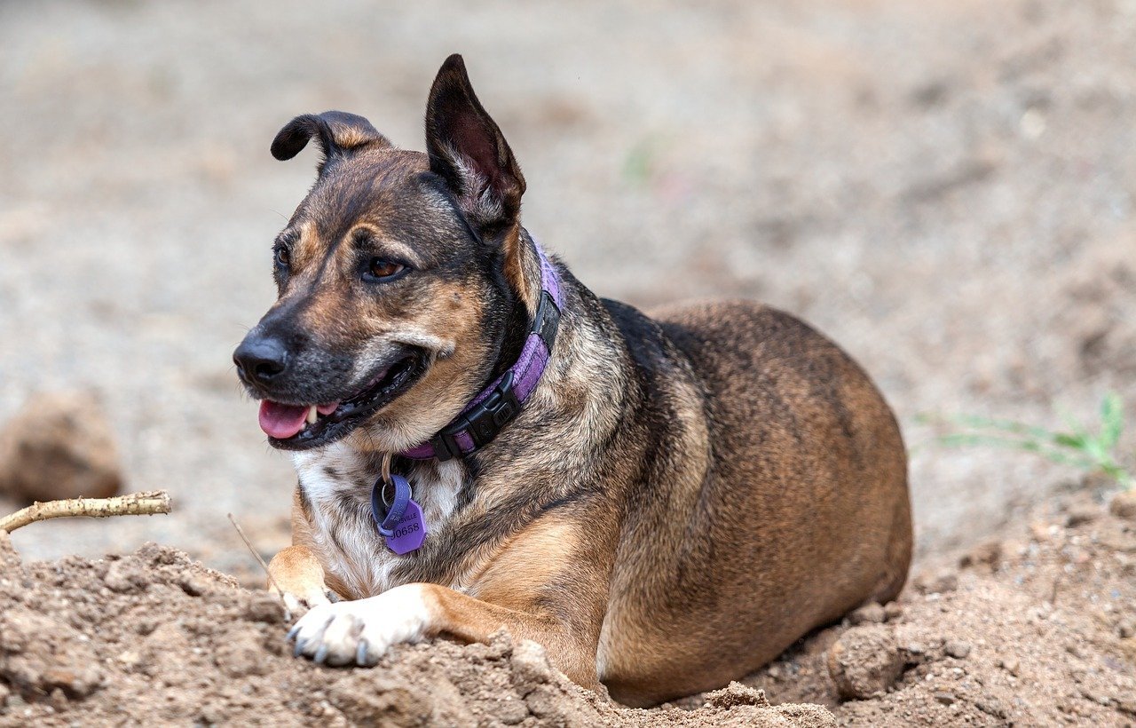 Australian Kelpie - Breed Portrait - AniForte UK