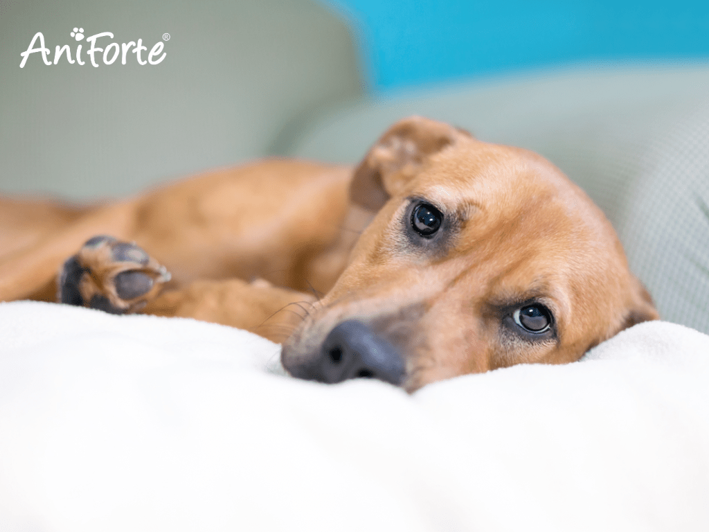 Boost Their Defences: Which AniForte Immunity Essential Is Your Pet's Favourite? - AniForte UK