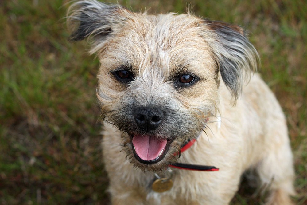 Breed portrait: Border Terrier - AniForte UK