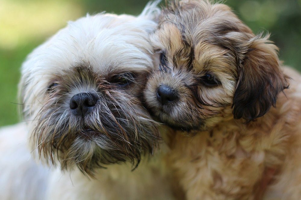 Breed Portrait – Shih Tzu - AniForte UK