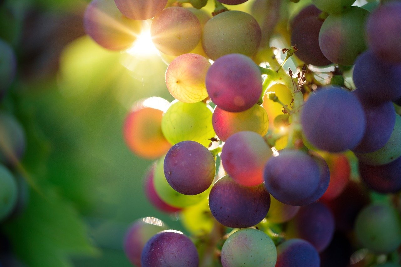 Can Dogs Eat Grapes? - AniForte UK