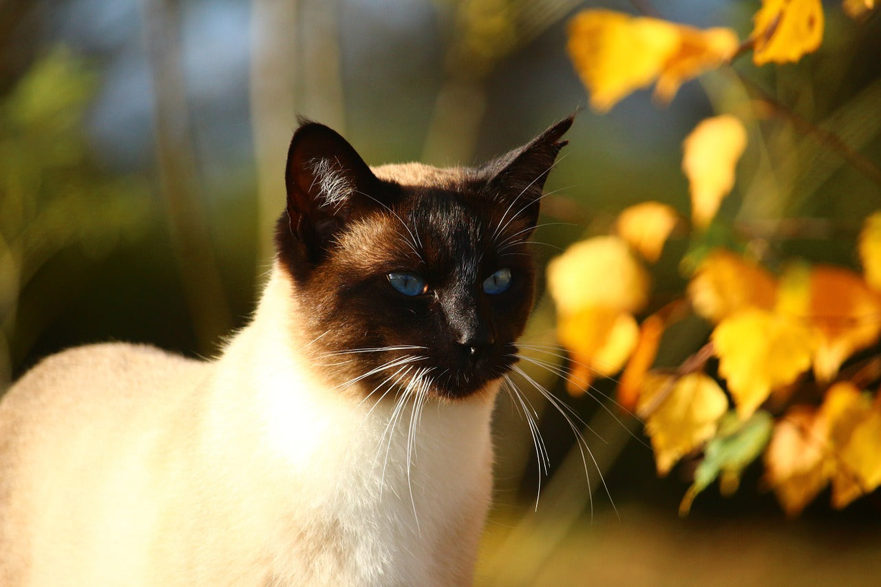 Tips for Cat Owners in Autumn