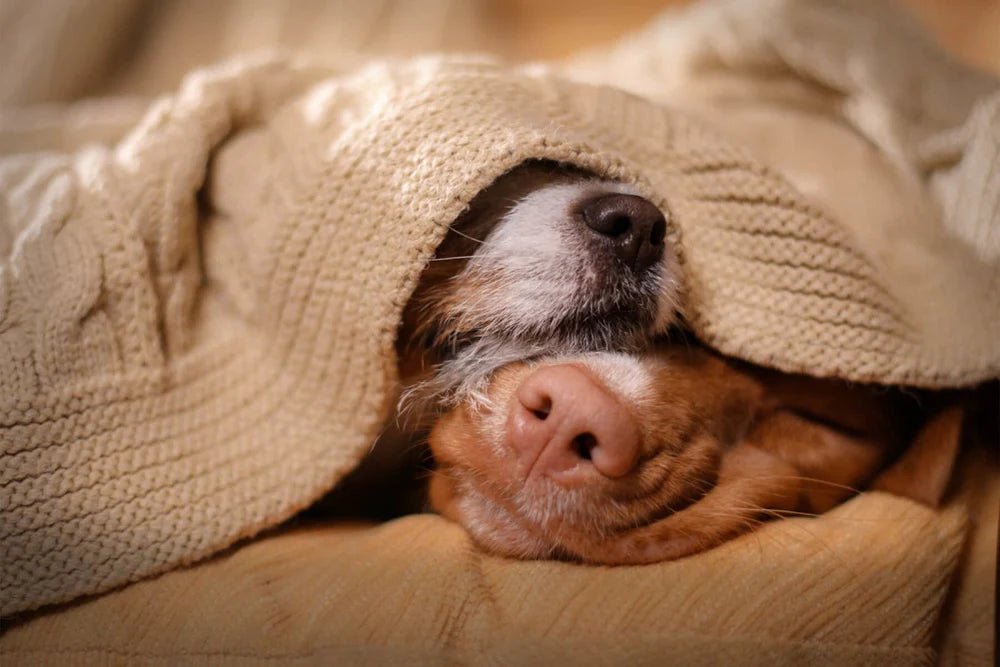Colds in Dogs - What To Do When Your Dog Has a Cold? - AniForte UK