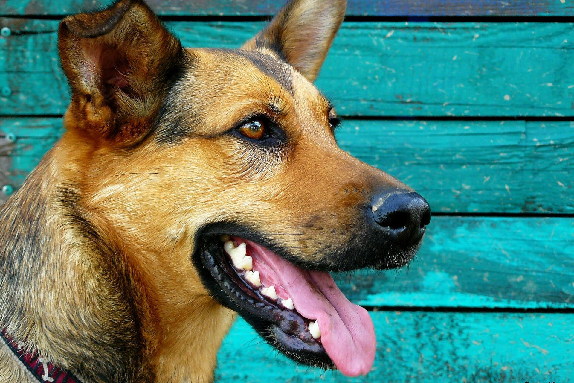 Dental Health for Dogs - AniForte UK