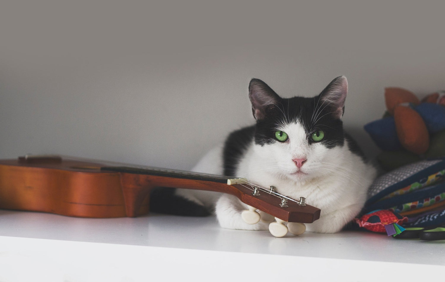 Do cats and dogs enjoy music? Yes, it helps them relax! - AniForte UK