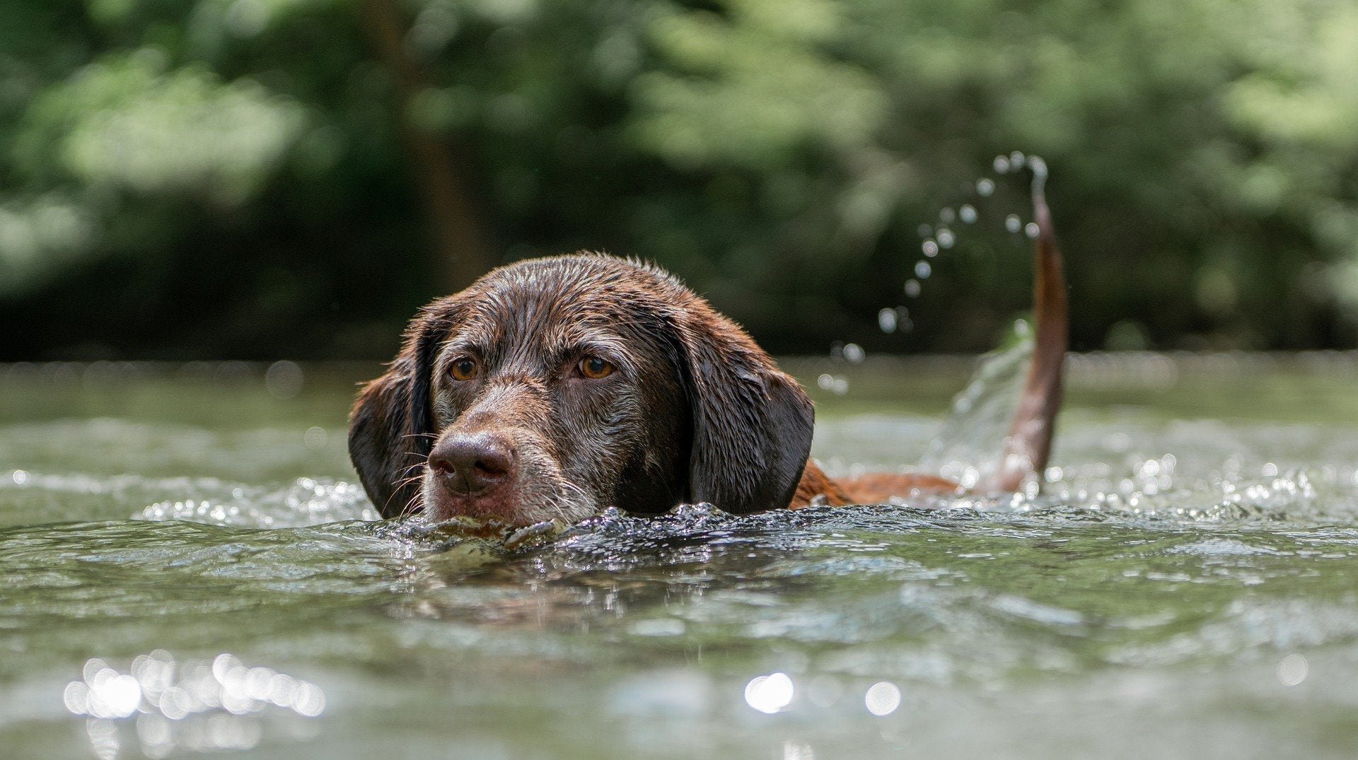 Dogs In The Water – Tips for Safe Swimming Fun! - AniForte UK