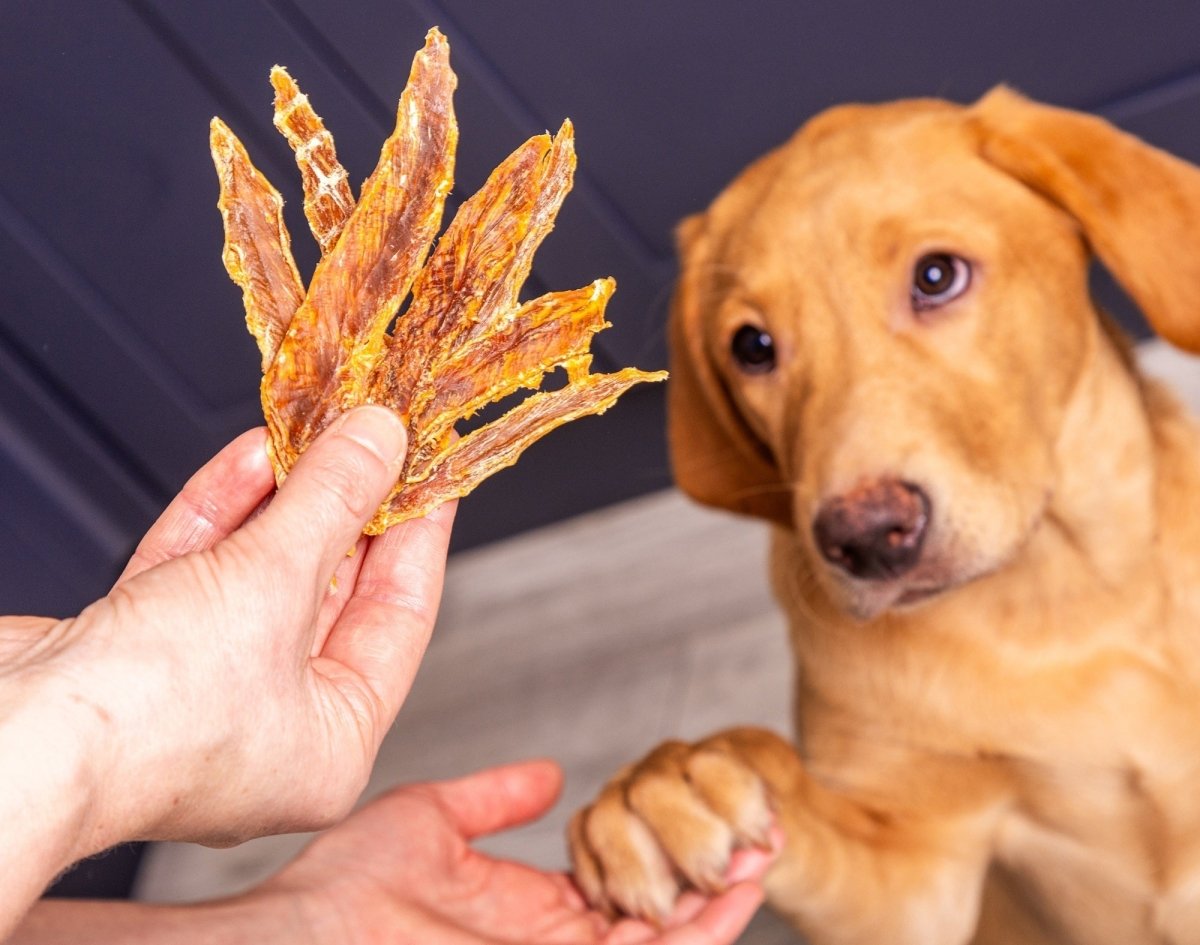 Five Natural Dog Treats That Do More Than You Think - AniForte UK