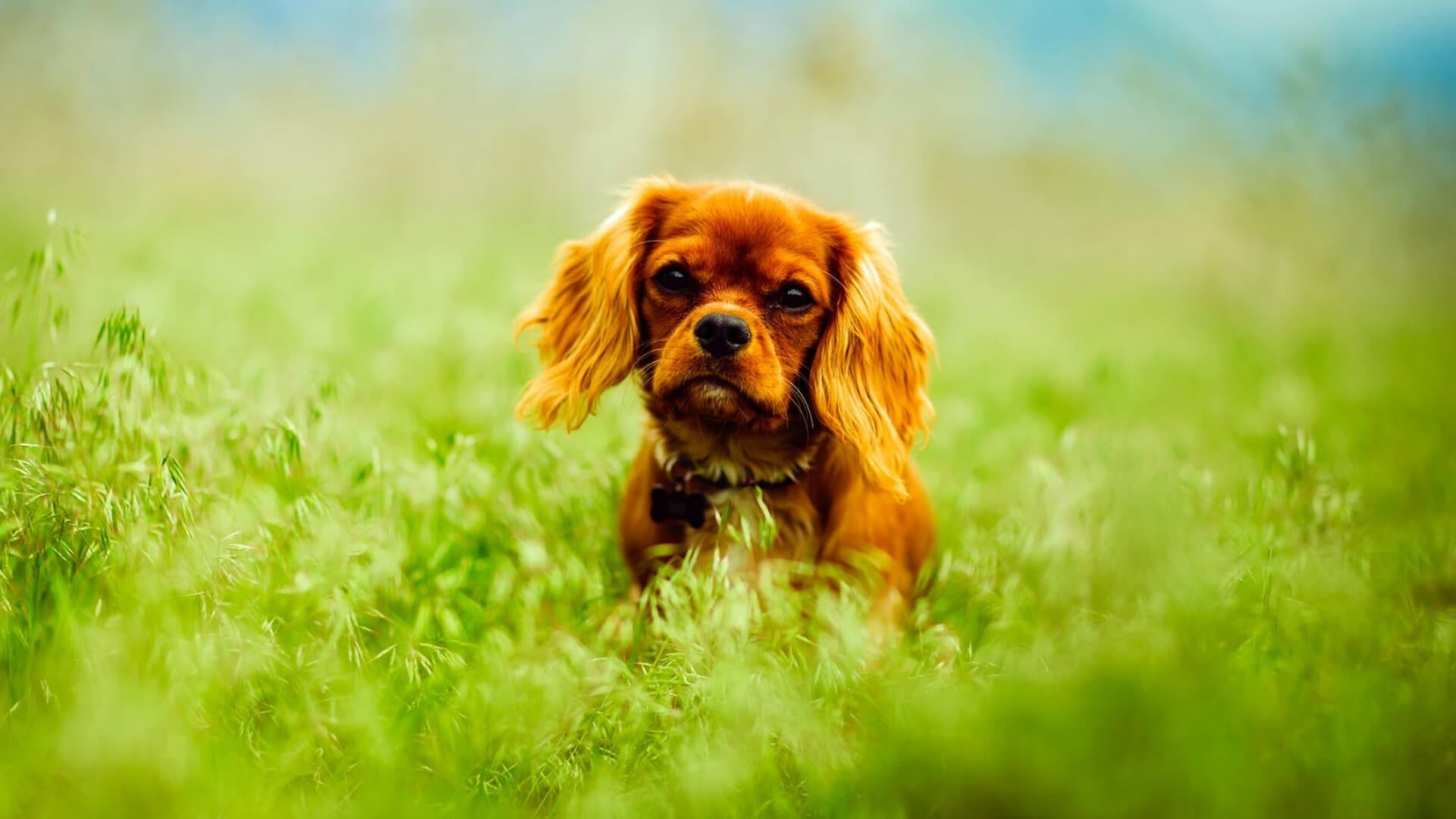 Fun Activities to Do With Your Dog This Spring - AniForte UK