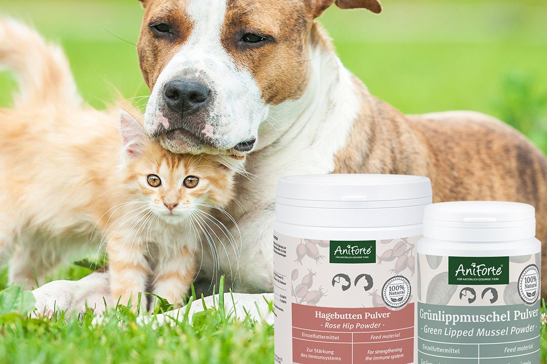 Green Lipped Mussel Powder and Rose Hip – A Powerful Duo for Your Pet's Joints! - AniForte UK