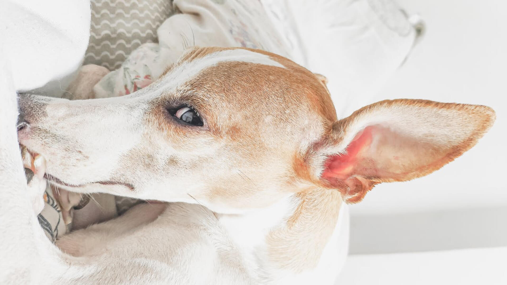 Guide to your pet's ears: How to get rid of ear mites - AniForte UK