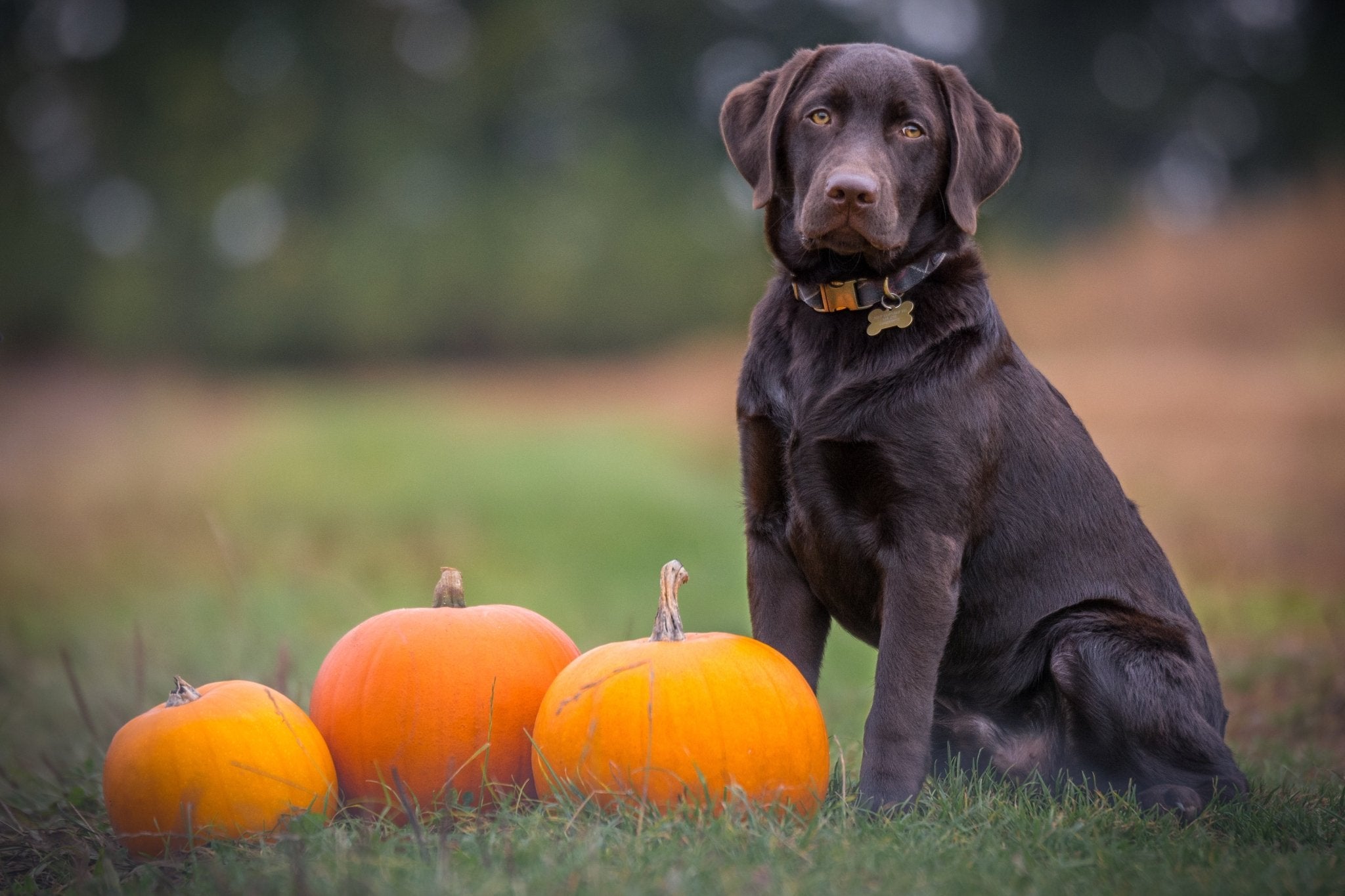 Harnessing the Power of Pumpkin: A Treat for Dogs All Year Round - AniForte UK