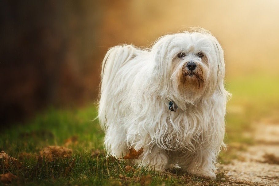 Havanese - Breed Portrait - AniForte UK