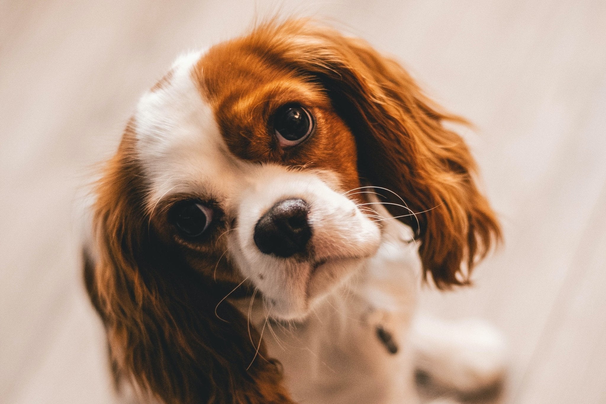 Help, My Dog Has Diarrhoea! - AniForte UK