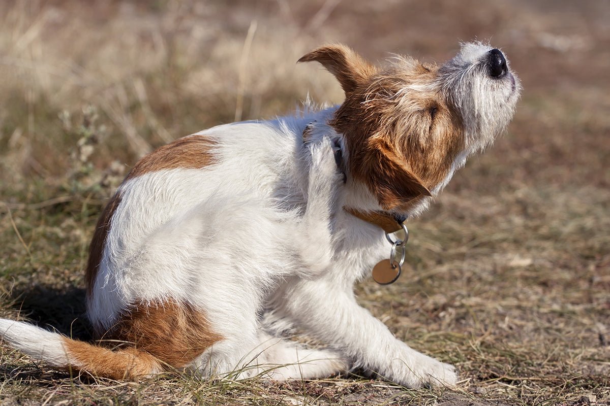 Help, My Dog Is Scratching Himself! - AniForte UK