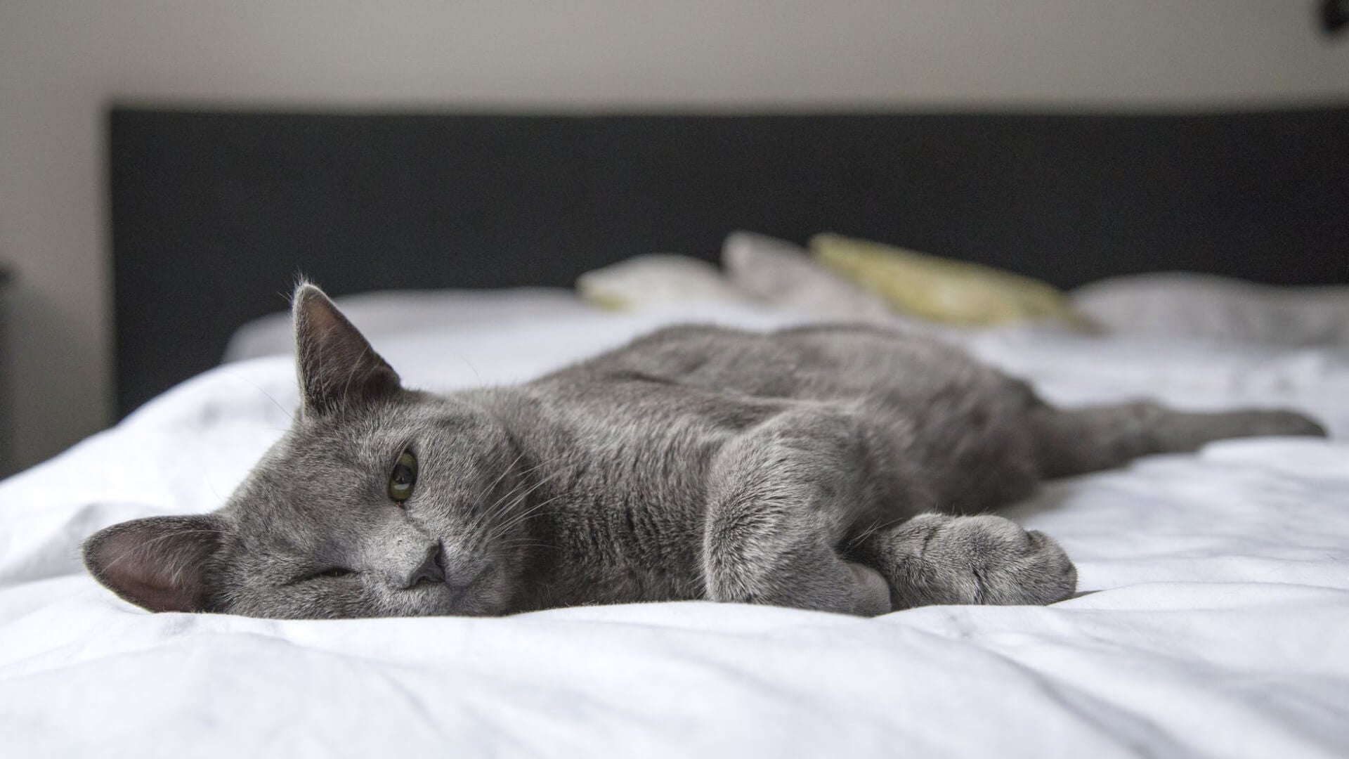 How do I recognize cat flu? - AniForte UK