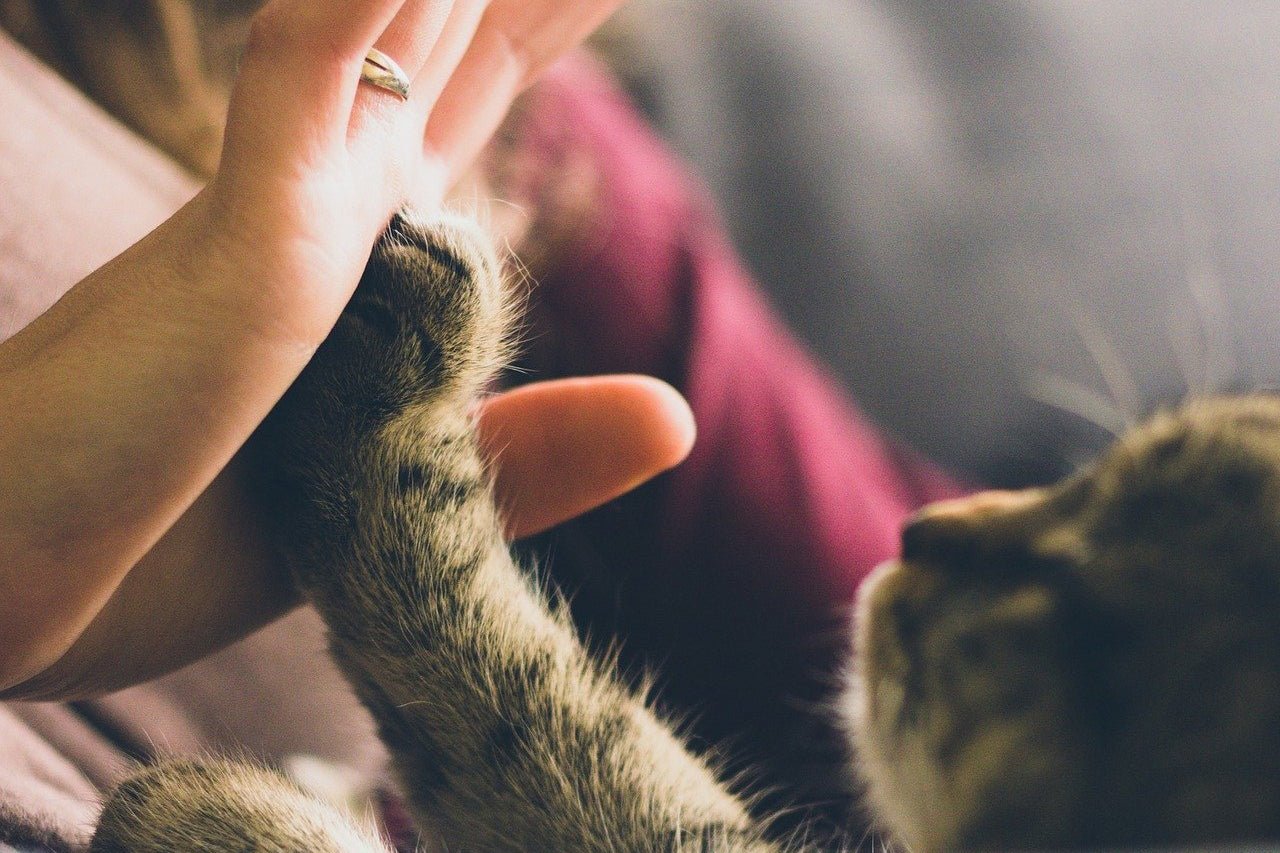 How To Do Clicker Training With Cats - AniForte UK