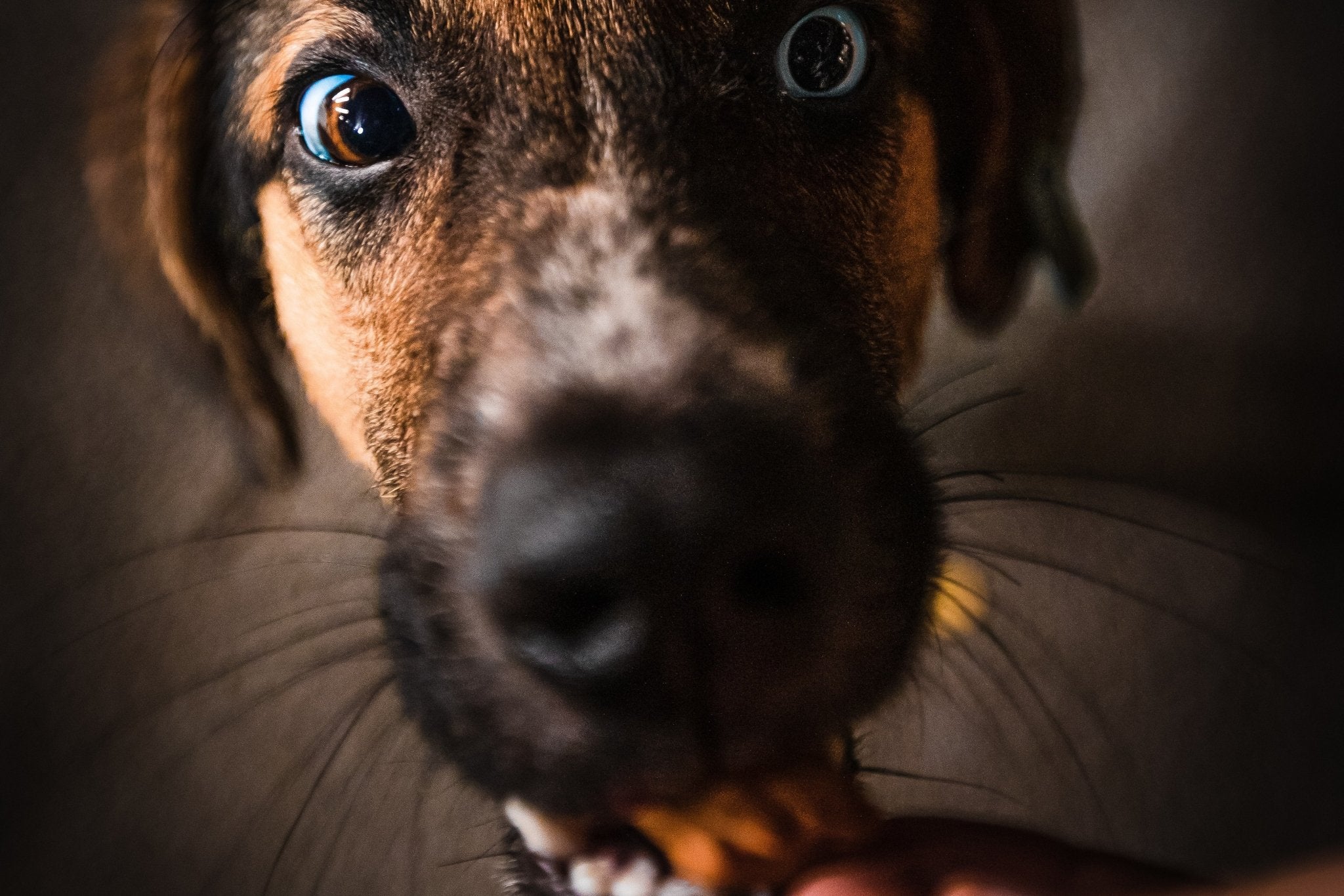 How To Make Your Own Healthy Dog Biscuits! - AniForte UK