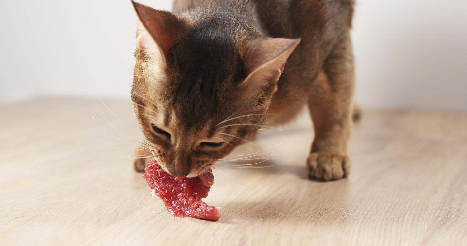 How to start your cat on a BARF diet - first steps in raw feeding - AniForte UK