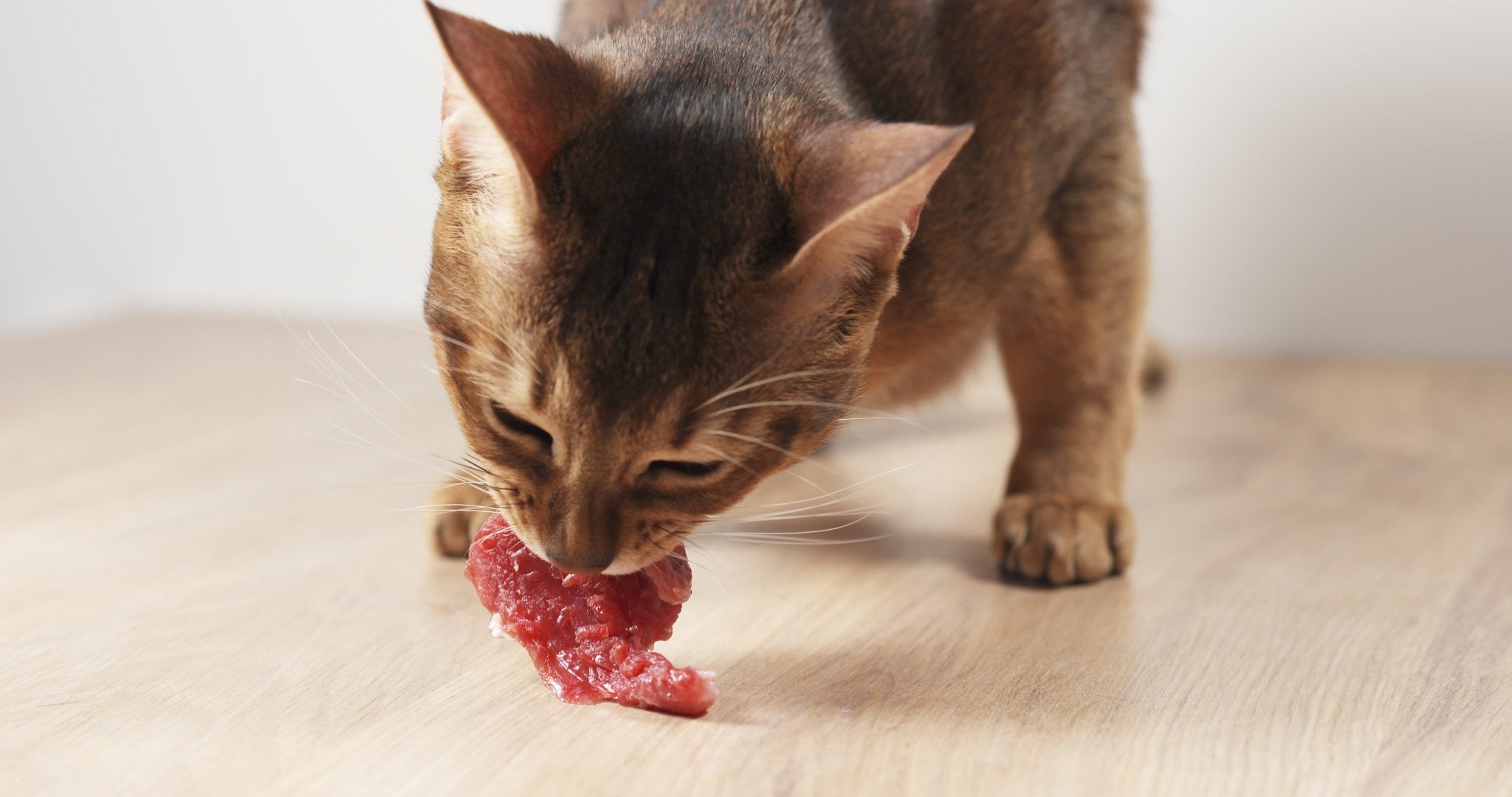 How to start your cat on a BARF diet - first steps in raw feeding - AniForte UK