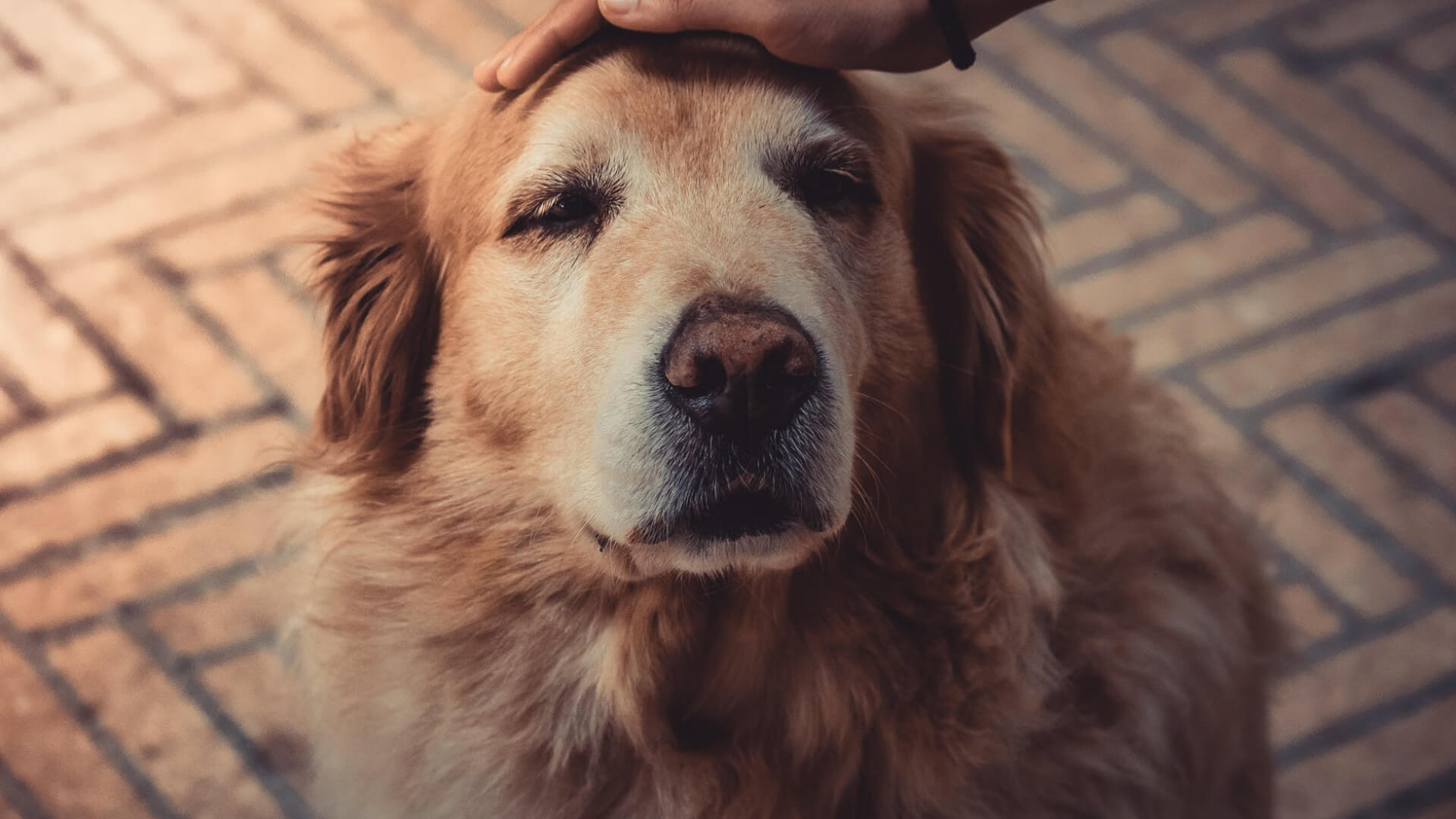 How to Take Care of Your Elderly Dog - AniForte UK